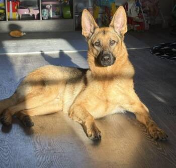 German Shepherd Dog Dogs Available for Adoption in Manhasset, New York - Kane | PetCurious