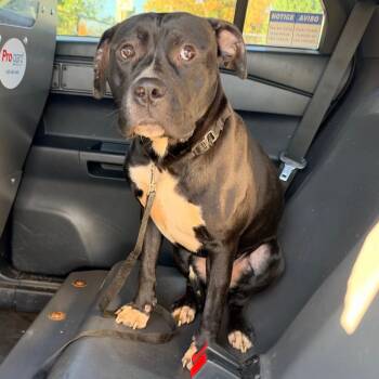 Dezzi -  Mixed Breed Dog for Adoption in Philadelphia, Pennsylvania - Dezzi | PetCurious