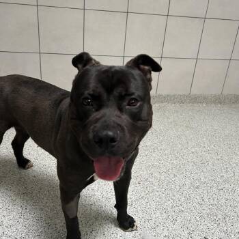 Puddles -  Mixed Breed Dog Available for Adoption in Oak Park, Illinois - Puddles | PetCurious