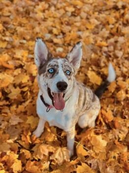 Rescue Husky and Catahoula Leopard Dog Dogs for Adoption in Fremont, Michigan - Charlotte | PetCurious