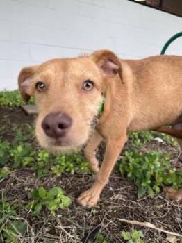 Terrier and Mixed Breed Dogs Available for Adoption - Haku | PetCurious