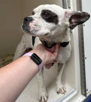 Rescue Mixed Breed Dogs for Adoption in Virginia Beach, Virginia - 179896 Blueberry | PetCurious