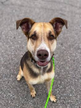 Hazel -  Mixed Breed Dog for Adoption in Cincinnati, Ohio - Hazel | PetCurious