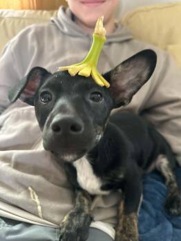 Mork (will be at our Headquarters this Saturday 10-12) -  Chihuahua Dog for Adoption in De Pere, Wisconsin - Mork (will Be At Our Headquarters This Saturday 10-12) | PetCurious