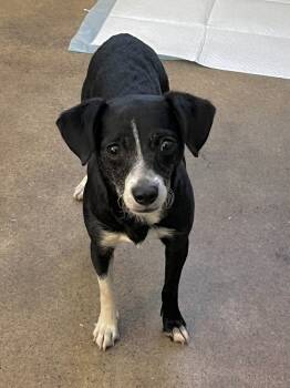 Rescue Terrier Dogs for Adoption in Oakdale, California - Delia | PetCurious