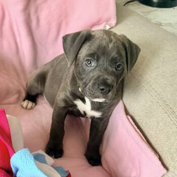 Pit Bull Terrier Dogs Available for Adoption - Tala | PetCurious