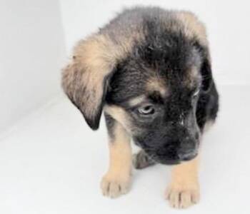 German Shepherd Dog Dogs Available for Adoption in Houston, Texas - A654711 | PetCurious