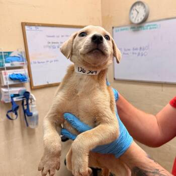 Tad -  Labrador Retriever Dog for Adoption in Birmingham, Alabama - Tad | PetCurious