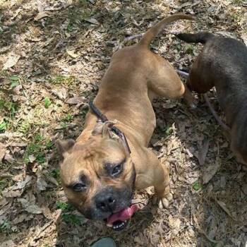 Majia -  Pit Bull Terrier Dog for Adoption in Chesapeake, Virginia - Majia | PetCurious