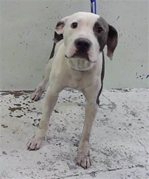 DEBO -  Staffordshire Bull Terrier and Mixed Breed Dog for Adoption in Houston, Texas - DEBO | PetCurious