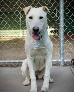 Labrador Retriever Dogs Available for Adoption in Phoenix, Arizona - Crystal | PetCurious