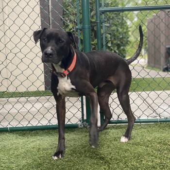 Ford 5215 -  Mixed Breed Dog for Adoption in Loxahatchee Groves, Florida - Ford 5215 | PetCurious