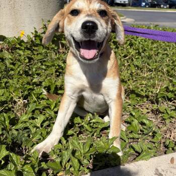 Rescue Labrador Retriever Dogs for Adoption in Harlingen, Texas - Lucille | PetCurious