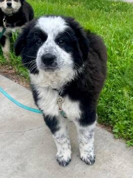 Winnie -  Great Pyrenees Dog for Adoption in Hackensack, Minnesota - Winnie | PetCurious