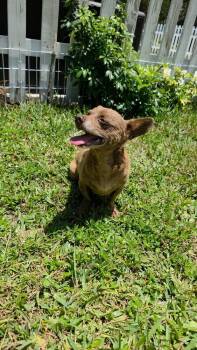 Tubby -  Chihuahua Dog for Adoption in Melbourne Beach, Florida - Tubby | PetCurious