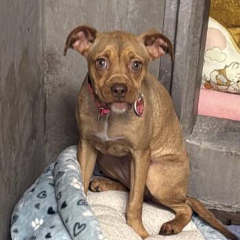 Pit Bull Terrier Dogs Available for Adoption in Los Angeles, California - Scout | PetCurious