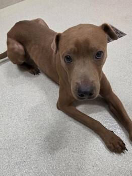 Azuki -  Terrier and Mixed Breed Dog for Adoption in Honolulu, Hawaii - Azuki | PetCurious