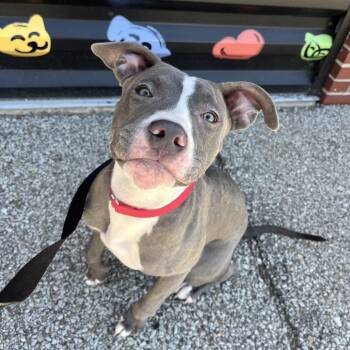 Avery -  Mixed Breed Dog Available for Adoption in Pittsburgh, Pennsylvania - Avery | PetCurious