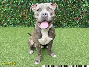 Rescue Mixed Breed Dogs for Adoption in West Palm Beach, Florida - CHOZEN | PetCurious