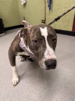 American Bulldog and German Shepherd Dog Dogs Available for Adoption - ISABELLA | PetCurious
