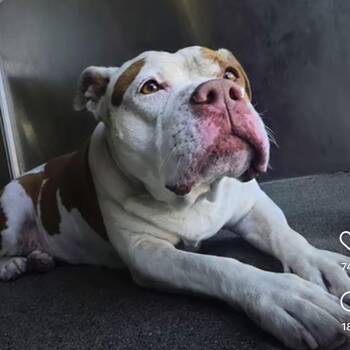 Pit Bull Terrier Dogs Available for Adoption in Marina Del Rey, California - Nala | PetCurious
