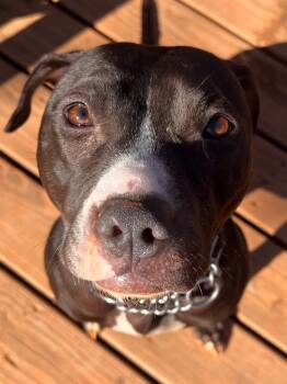 Sophia -  Labrador Retriever and American Bulldog Dog for Adoption in Gainesville, Georgia - Sophia | PetCurious