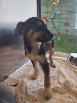 Shepherd Dogs Available for Adoption - Pen 231 Artemis | PetCurious