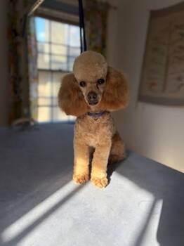 Goldie Jun 25 In Foster in Greensboro, NC -  Poodle Dog for Adoption in Pacolet, South Carolina - Goldie Jun 25 In Foster In Greensboro, NC | PetCurious