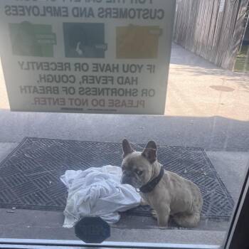 French Onion Dip -  French Bulldog Dog for Adoption in St. Louis, Missouri - French Onion Dip | PetCurious