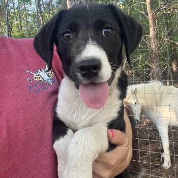 German Shorthaired Pointer and Labrador Retriever Dogs Available for Adoption in York, South Carolina - Ruby | PetCurious