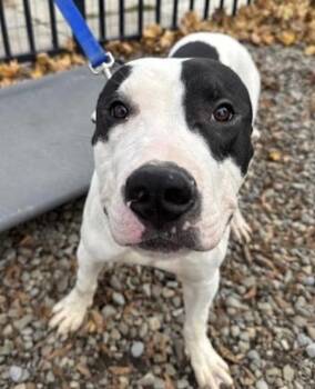 Rescue Pit Bull Terrier and Great Dane Dogs for Adoption in Buffalo, New York - Borden | PetCurious