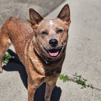 Chula -  Cattle Dog Dog for Adoption in Bridgeport, California - Chula | PetCurious