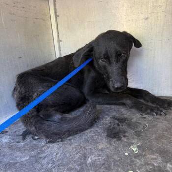 Roli Poli -  Retriever and Mixed Breed Dog for Adoption in Edinburg, Texas - Roli Poli | PetCurious
