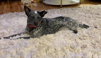 Rescue Australian Cattle Dog Blue Heeler Dogs for Adoption - Tiny | PetCurious