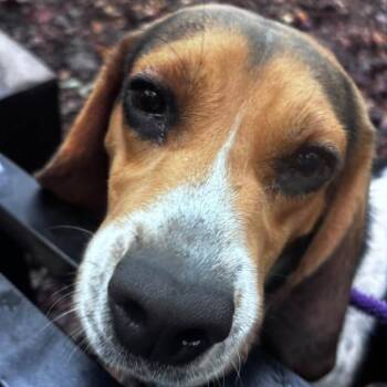Barbossa (ID 53084/3109) -  Beagle Dog for Adoption in Manassas, Virginia - Barbossa (ID 53084/3109) | PetCurious