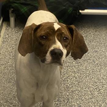 Rescue Treeing Walker Coonhound Dogs for Adoption in Great Falls, Montana - Princess | PetCurious