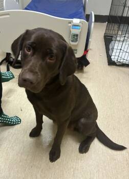Labrador Retriever Dogs Available for Adoption - Maple | PetCurious