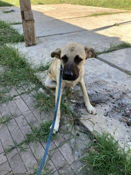 TANNER -  Mixed Breed Dog for Adoption in Dallas, Texas - TANNER | PetCurious