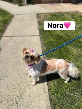 Shih Tzu Dogs Available for Adoption in Myerstown, Pennsylvania - Nora | PetCurious