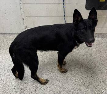 Odin -  German Shepherd Dog and Mixed Breed Dog for Adoption in Kansas City, Missouri - Odin | PetCurious