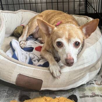 Chihuahua Dogs Available for Adoption - Reese | PetCurious