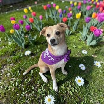 Chihuahua Dogs Available for Adoption - Jenny | PetCurious