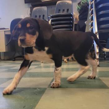 Plott Hound and Treeing Walker Coonhound Dogs Available for Adoption in South Burlington, Vermont - Ophelia | PetCurious