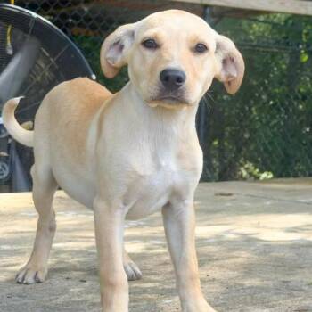 Pibble Preserves -  Mixed Breed Dog Available for Adoption in Groveland, Massachusetts - Pibble Preserves | PetCurious