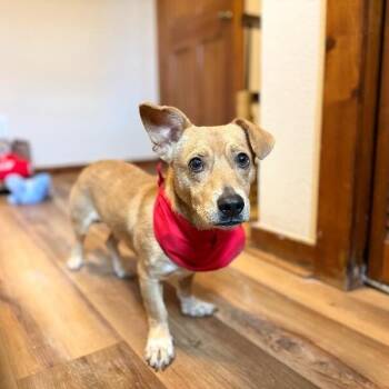 Angus Loyal Little Low Rider -  Corgi and Dachshund Dog for Adoption in Friendswood, Texas - Angus Loyal Little Low Rider | PetCurious