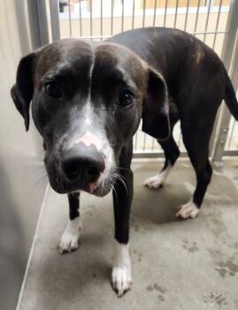 Rescue Mixed Breed Dogs for Adoption in Spokane Valley, Washington - Pawla | PetCurious