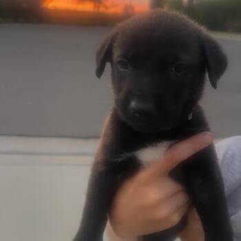 Nalu -  Labrador Retriever and Spaniel Dog for Adoption in Escondido, California - Nalu | PetCurious