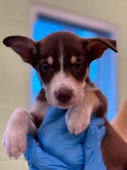 Katya -  Mixed Breed Dog for Adoption in Blountville, Tennessee - Katya | PetCurious