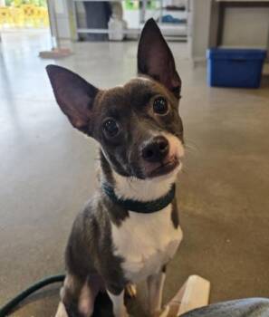 Mac Miller -  Rat Terrier and Mixed Breed Dog for Adoption in Honolulu, Hawaii - Mac Miller | PetCurious