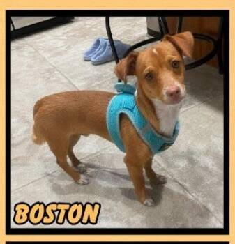 Boston -  Chihuahua Dog for Adoption in Mesa, Arizona - Boston | PetCurious